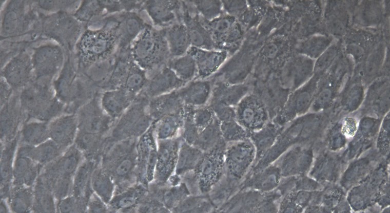 Primary Rat Conjunctival Goblet Cells (CGC)