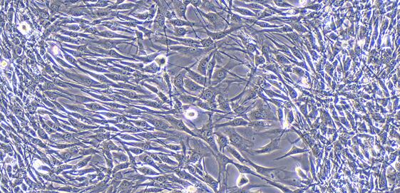 Mouse HL-1 Myocardial Cells (HL-1)