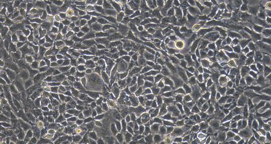 Rat RLE-6TN Lung Epithelial Cells (RLE-6TN)