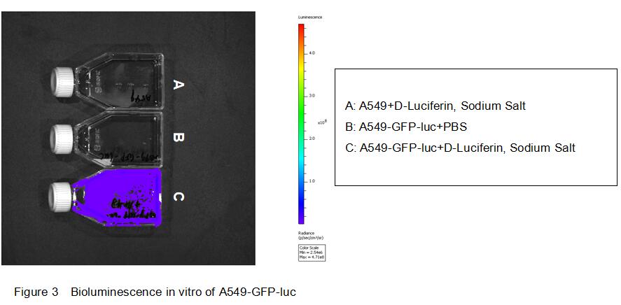 Human Luciferas A549-GFP Lung Carcinomar Cells (A549-GFP-Luc)