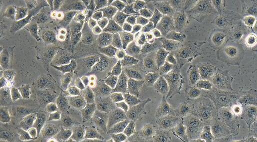 Human 5-8F Nasopharyngeal Carcinoma Cells (5-8F)