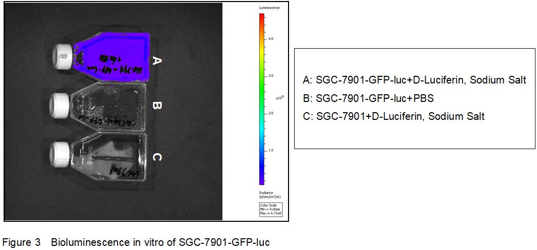 Human Luciferase SGC7901 Gastric Cancer Cells (SGC7901-Luc)