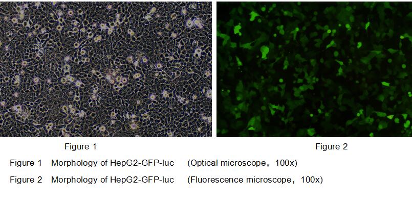 Human Luciferase HepG2 Hepatocellular Carcinoma Cells (HepG2-Luc)