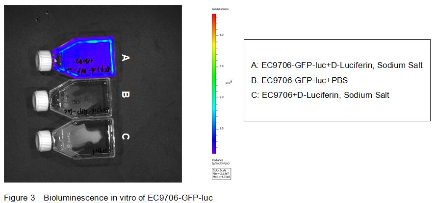 Human Luciferase  EC9706 Esophageal Carcinoma Cells (EC9706-Luc)