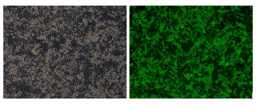 Mouse Luciferase B16 Melanoma Cells (B16-Luc)