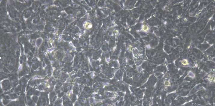 Human HEK 293F Embryonic Kidney Cells (HEK 293F)