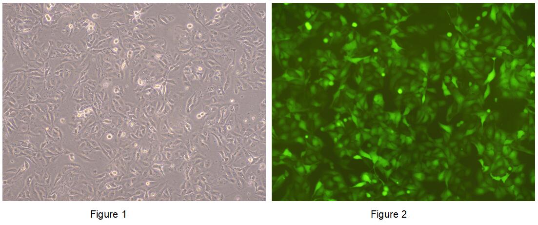 Human Luciferase  U2OS Osteosarcoma Cells (U2OS-Luc)