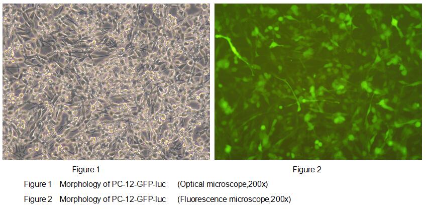 Rat Luciferase PC12 Phaeochromocytoma Cells (PC12-Luc)