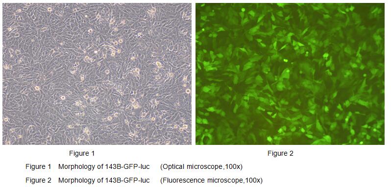 Human Luciferase 143B Osteosarcoma Cells (143B-Luc)