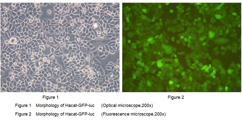 Human Luciferase HaCat Epidermal Cells (Hacat-Luc)