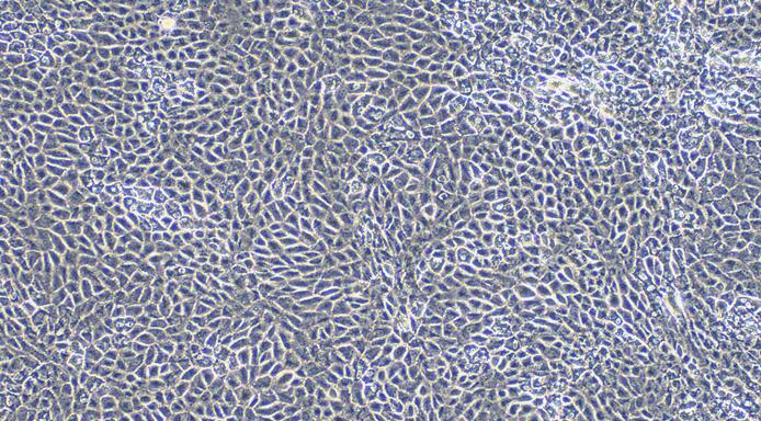 Primary Caprine Testicular Microvascular Endothelial Cells (TMEC)