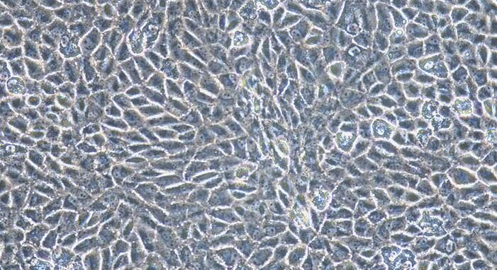 Primary Caprine Testicular Microvascular Endothelial Cells (TMEC)