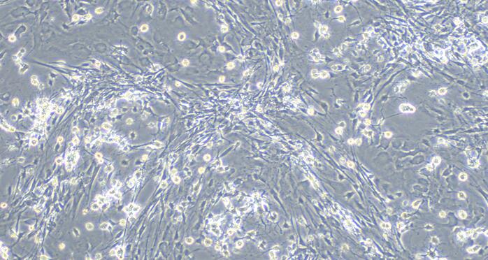 Primary Rat Spinal Cord Perineurial Fibroblasts (SCPF)