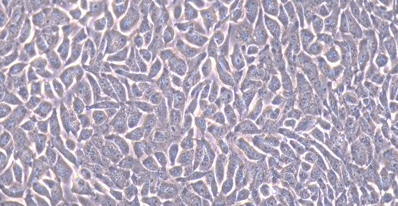 Primary Rabbit Epididymal Epithelial Cells (EpEC)