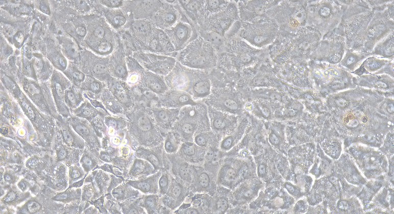 Primary Canine Oral Mucosal Epithelial Cells ( OMEC)