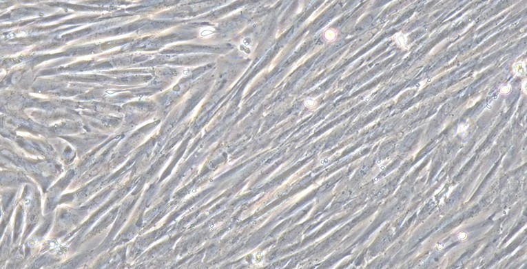 Primary Canine Nasal Mucosa Fibroblasts (NMF)