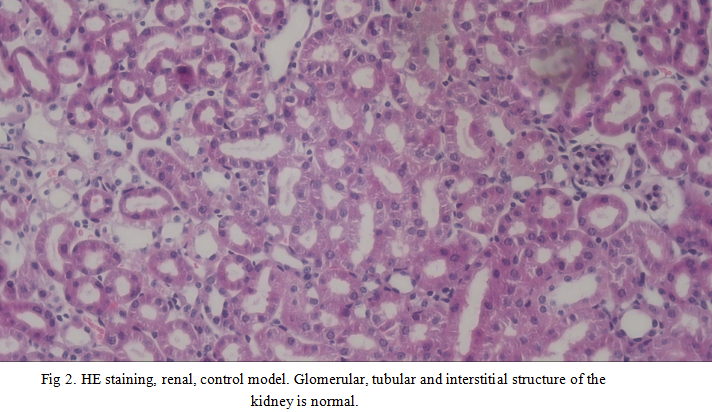 Mouse Model for Renal Fibrosis (RF)