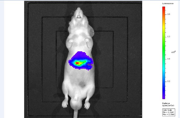 Mouse Model for Tumor Transplantation (TT)