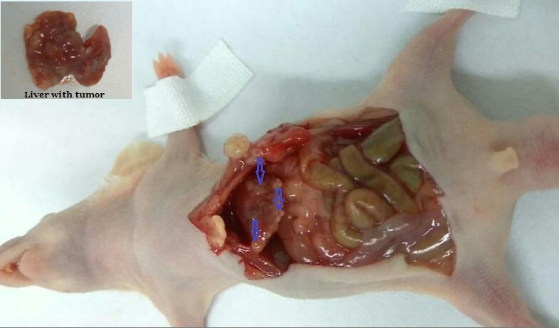 Mouse Model for Tumor Transplantation (TT)