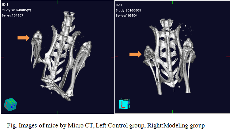 Mouse Model for Osteoporosis (OP)