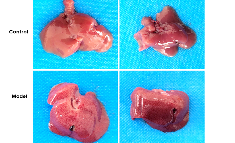 Mouse Model for Hepatitis