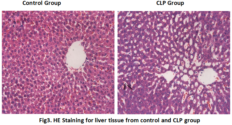 Rat Model for Sepsis