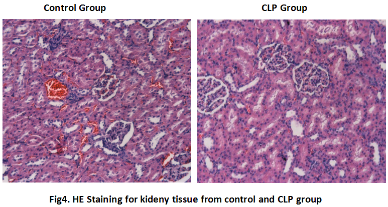 Rat Model for Sepsis