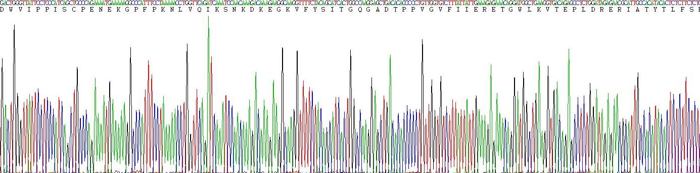 Eukaryotic E-cadherin