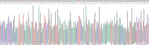 Eukaryotic Glycoprotein 130 (gp130)