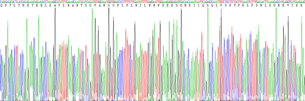 Eukaryotic Interferon Gamma (IFNg)