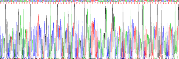 Eukaryotic Interleukin 10 (IL10)