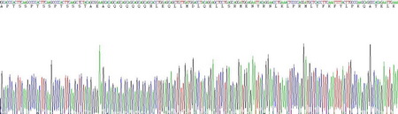 Eukaryotic Interleukin 2 (IL2)