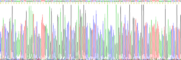 Eukaryotic Interleukin 4 (IL4)