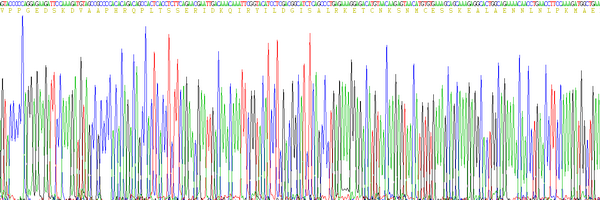 Eukaryotic Interleukin 6 (IL6)