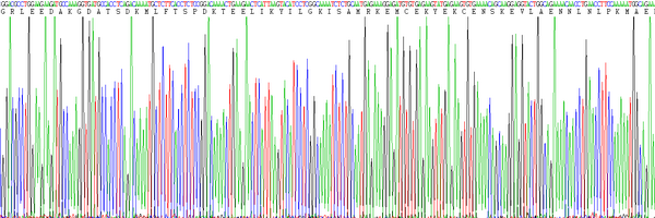 Eukaryotic Interleukin 6 (IL6)