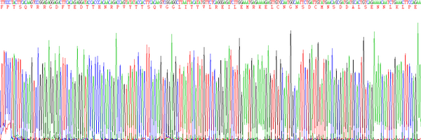 Eukaryotic Interleukin 6 (IL6)