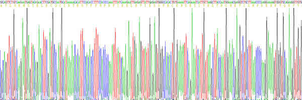 Eukaryotic Interleukin 8 (IL8)