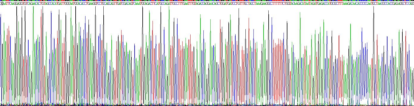 Eukaryotic Colony Stimulating Factor 1, Macrophage (MCSF)