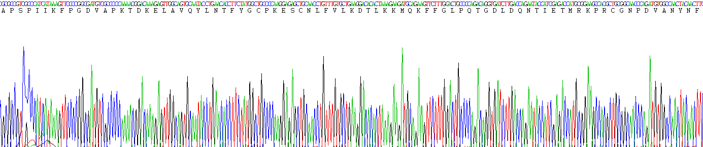 Eukaryotic Matrix Metalloproteinase 2 (MMP2)