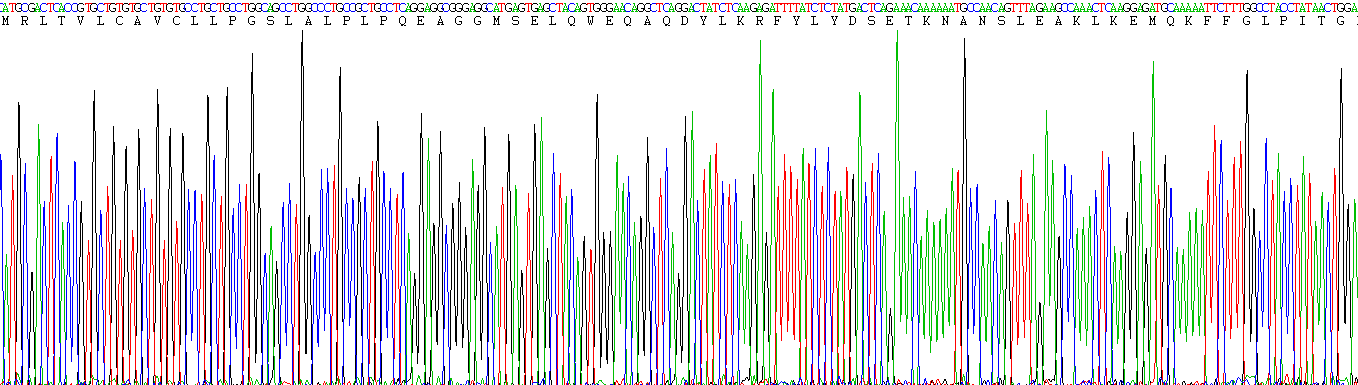 Eukaryotic Matrix Metalloproteinase 7 (MMP7)