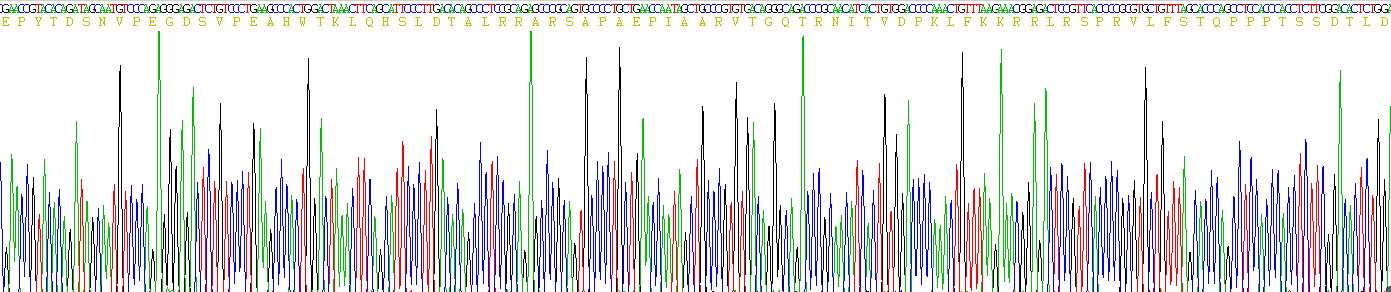 Eukaryotic Nerve Growth Factor (NGF)