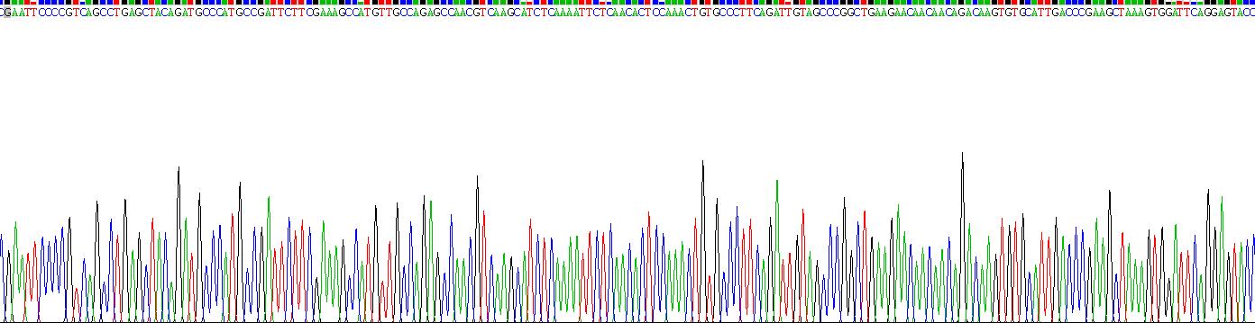 Eukaryotic Stromal Cell Derived Factor 1 (SDF1)