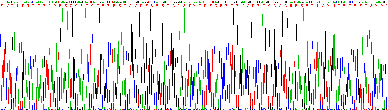 Eukaryotic Vascular Endothelial Growth Factor D (VEGFD)