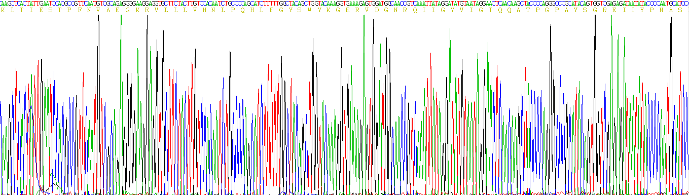 Eukaryotic Carcinoembryonic Antigen (CEA)