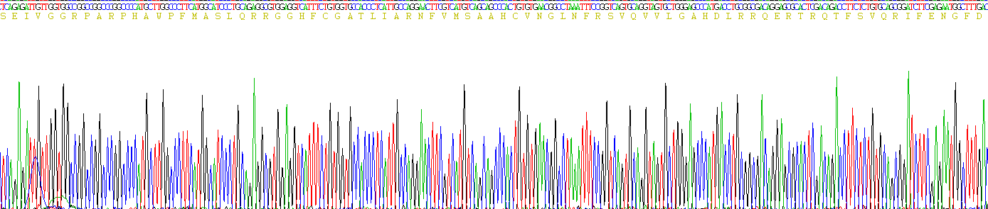 Eukaryotic Neutrophil Elastase (NE)