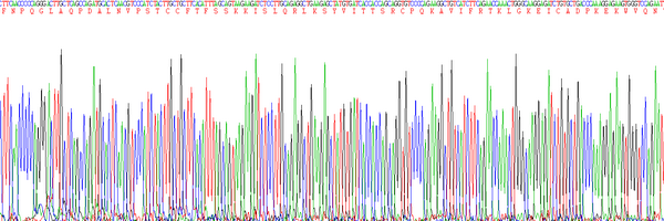 Eukaryotic Monocyte Chemotactic Protein 4 (MCP4)