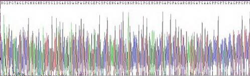 Eukaryotic Collagen Type I Alpha 1 (COL1a1)