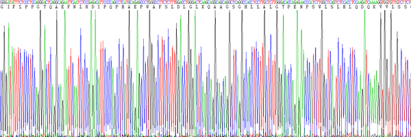 Eukaryotic Sex Hormone Binding Globulin (SHBG)