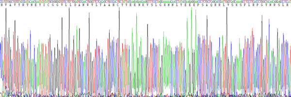 Eukaryotic Kallikrein 9 (KLK9)