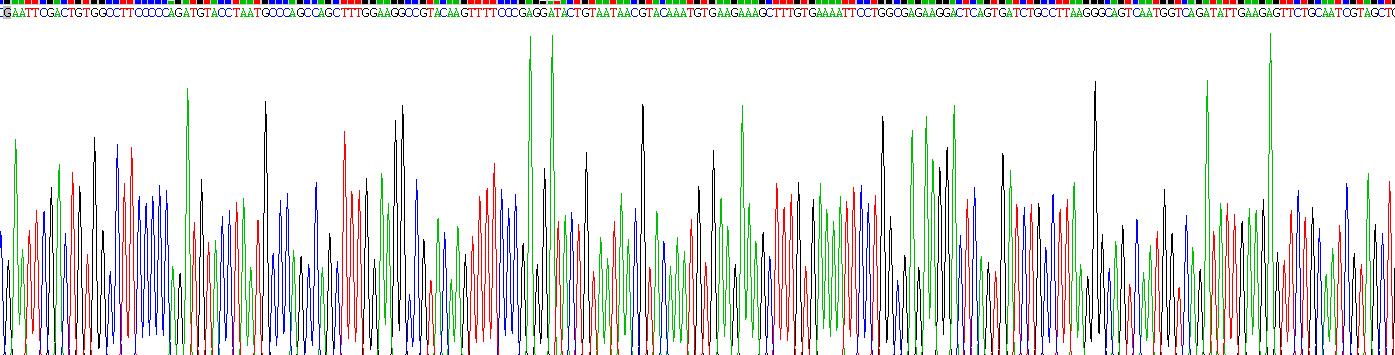 Eukaryotic Cluster Of Differentiation 55 (CD55)